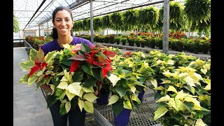 Poinsettia Care  Tips amp Tricks [upl. by Retepnhoj823]