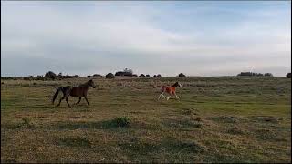 Venta de Chacra 116 hectáreas en Garzón  Maldonado Uruguay [upl. by Kavita172]