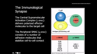 Immunology Naive t cells activation and proliferation [upl. by Eintruok927]