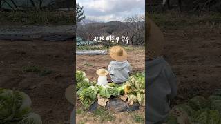 강아지랑 김장하기 kimchi [upl. by Jeunesse]