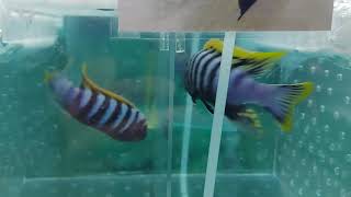 Cynotilapia zebroides Hai reef…1012cm…quot海礁quot黃背斑馬 [upl. by Corenda]