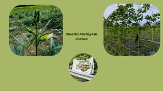 Swathi Muthyam Farms Ashburn Virginia Fresh vegetables available [upl. by Yort]