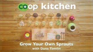 Grow Your Own Sprouts Coop Kitchen [upl. by Okajima]