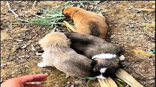 3°C below zero  3 poor puppies lying on the cold ground trembling  crying to find their mother [upl. by Marpet693]