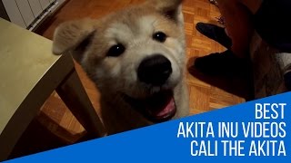 Akita Inu Puppy [upl. by Notnek]