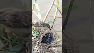 The Bird Eating Food birdwatching birdslover birdspotting birdsounds birdparents birdwatch [upl. by Emsmus]