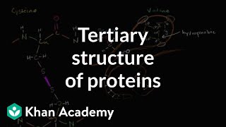 Tertiary structure of proteins  Macromolecules  Biology  Khan Academy [upl. by Rolo]