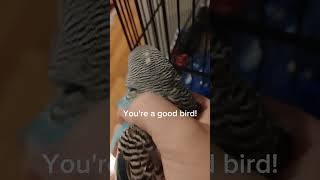 Lets me grab budgiesparakeet budgienation birds [upl. by Hermione]