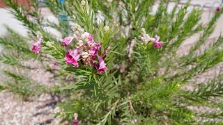 The Easy Growing Desert Willow [upl. by Clarie]