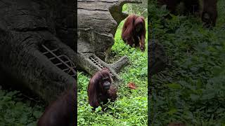 紅毛猩猩Bornean OrangutanTaipei Zoo [upl. by Ennire]