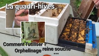 Quadrihives utilisations efficaces ⚠️ orphelinage reines prélèvements [upl. by Breanne865]