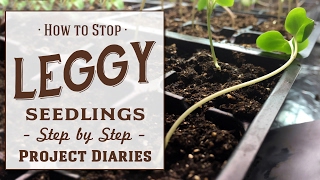 ★ How to Stop Leggy Seedlings Useful Tips amp Step by Step Guide [upl. by Kilroy179]