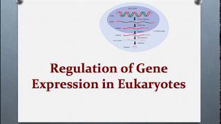 Molecular Biology Session 17 Regulation of Gene Expression p2 [upl. by Farant]