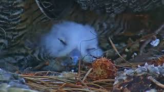 Savannah Owl Cam Zooms In On Sleepy Owlet – Feb 25 2022 [upl. by Genny629]