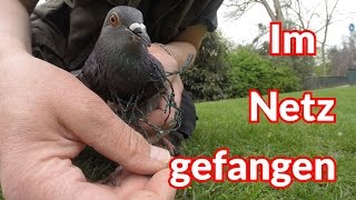 Im Netz gefangen  Tiernotruf 77 [upl. by Wyck]