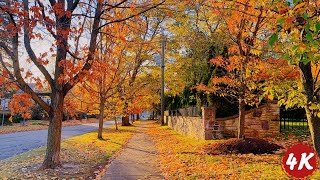 A Morning Walk  Canadian Neighbourhood in Beautiful Autumn  Sound for Sleep and Study [upl. by Tini612]