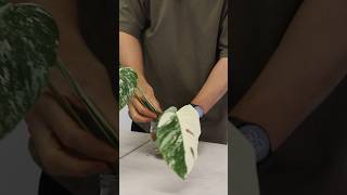 Monstera albo transferring albo cutting from water to soil indoorplantscare plantshorts [upl. by Minna]