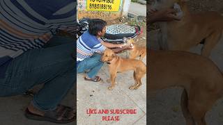 Medicine for injury dogs streetdogslife doglover streetdogshelp streetdog injured viralvideo [upl. by Ybbil]