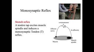 NIH basic training course on transcranial magnetic stimulation TMS Cortical Anatomy amp Neurophysiol [upl. by Hawger]