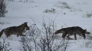 🐺🐺 lobos jugando en la nieve ❄❄ [upl. by Edylc244]