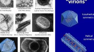 Course Virology  Introduction to Virology and Viral Infections  video 1 [upl. by Annovy921]