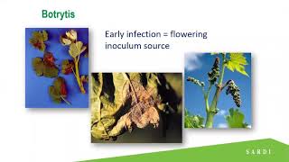 Control strategies for downy mildew and Botrytis [upl. by Nahpets]