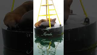 LOBITOS DE MARSEA LIONS animalesincreibles animal animals funny animaleslindos cute [upl. by Aramaj]