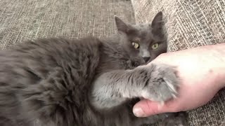 Romeo the Nebelung cat shows his love and playfulness [upl. by Home]