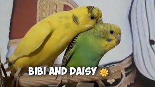 Baby Budgies Preening Each Other [upl. by Adnilam69]