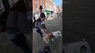 I took my dog to Winchester youtubeshorts shorts youtube pets husky vlog viraldog dogs [upl. by Nerti]