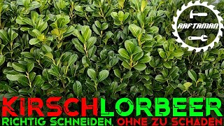 Kirschlorbeer richtig schneiden  DIY  Gartenarbeit [upl. by Etnauq]