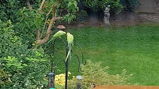 Parrots  Green Parrots  Parakeets talking  London UK [upl. by Rahal14]