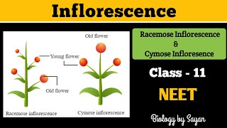 Inflorescence Racemose and Cymose Morphology of flowering plants Class 11 NEET [upl. by Tirrag]