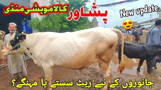 Peshawar Kala Maweshi Mandi New Updates  Cow Mandi Peshawar  Munsif Khan Vlog [upl. by Enitselec]