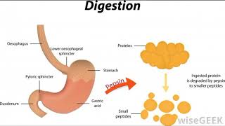 What is Protease [upl. by Annirac]