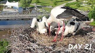 Feeding young storks  Drone video day 21  Stork family from air [upl. by Olraced599]