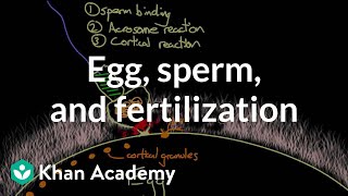 Egg sperm and fertilization  Behavior  MCAT  Khan Academy [upl. by Akimahs]