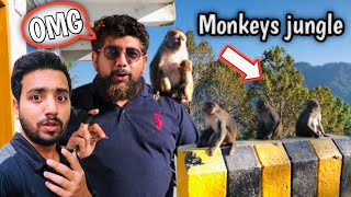 Monkeys Jungle Northern Area 😱😱 Monkey pichy Lag Gaya  😂 [upl. by Mure740]