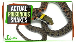 Behold—Poisonous Snakes Yes You Read That Right [upl. by Nosoj]