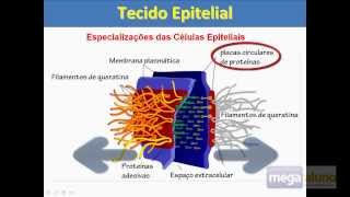 Megaaluno Tecido Epitelial Especializações da Membrana Plasmática [upl. by Aynot]