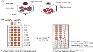 Hemagglutination inhibition HI Test [upl. by Irdua2]