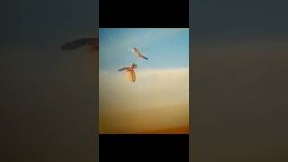 gyrfalcon vs kestrel falcon [upl. by Supple]