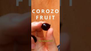 Corozo Fruit  A palm fruit that makes delicious juice [upl. by Nerrag]