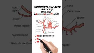 Branches Of Hepatic Artery [upl. by Rheims]