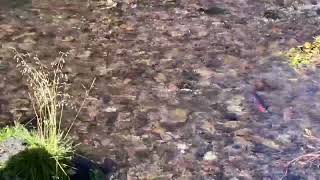 Kokanee Salmon at Fish Lake Utah [upl. by Erinn]