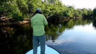 Everglades fly fishing video report [upl. by Aztinay]