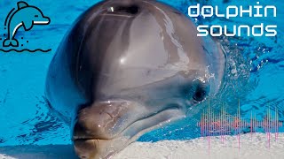 What sounds do dolphins makeBeautiful Dolphin SoundsNature Sounds [upl. by Gilford854]