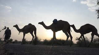 Povos Nômades do Deserto e de Outros Lugares do Planeta [upl. by Eem967]