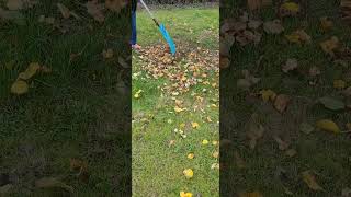 ASMR Raking apple leaves garden work satisfying youtubeshorts trending shorts howto [upl. by Sualkin]