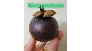 This Is How I Eat Mangosteen [upl. by Nbi829]